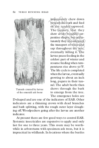 TREEPEDIA. A BRIEF COMPENDIUM OF ARBOREAL LORE 4