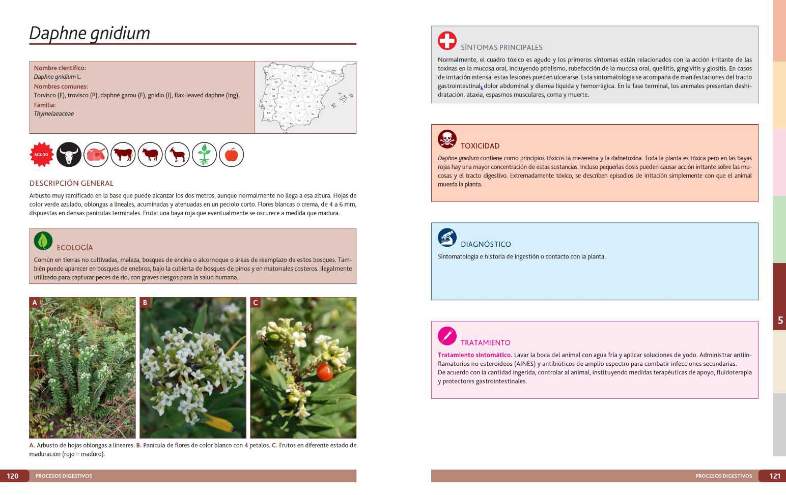 PLANTAS TÓXICAS PARA RUMIANTES 2