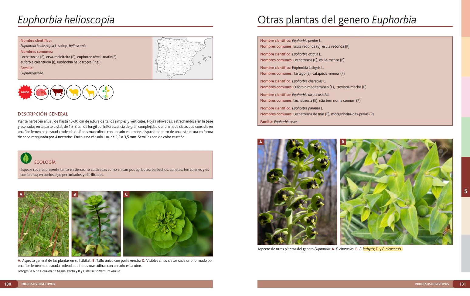 PLANTAS TÓXICAS PARA RUMIANTES 3