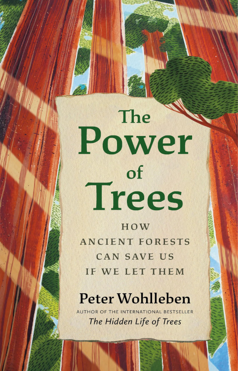 THE POWER OF TREES. HOW ANCIENT FORESTS CAN SAVE US IF WE LET THEM