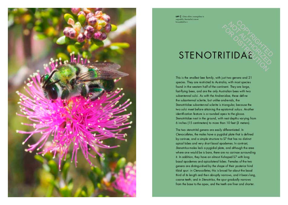 BEES OF THE WORLD. A GUIDE TO EVERY FAMILY 2