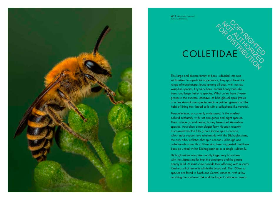 BEES OF THE WORLD. A GUIDE TO EVERY FAMILY 4