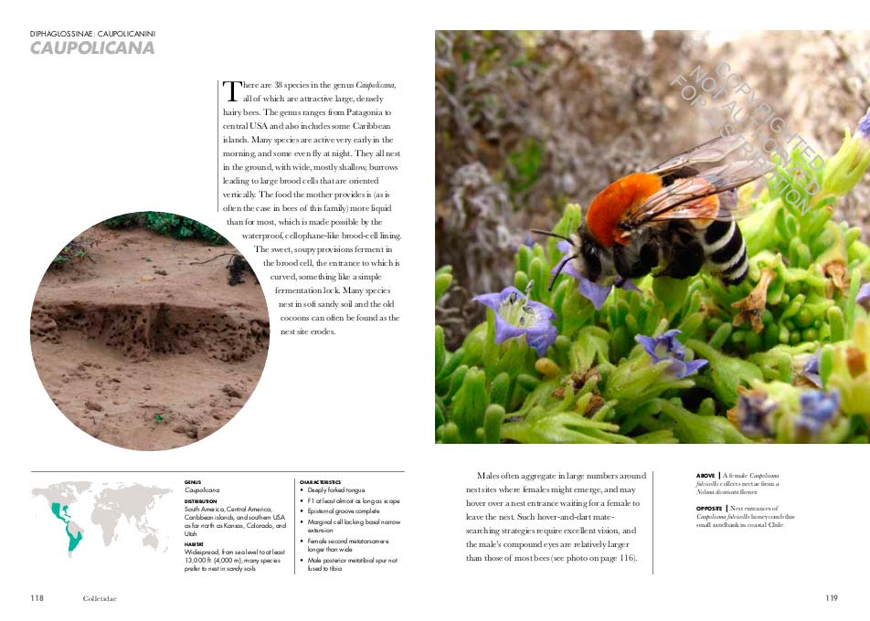 BEES OF THE WORLD. A GUIDE TO EVERY FAMILY 5