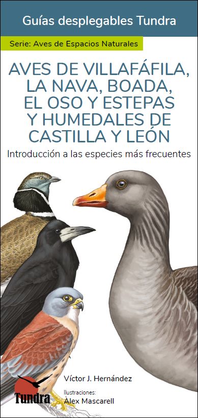 AVES DE VILLAFÀFILA, LA NAVA, BOADA, EL OSO Y ESTEPAS Y HUMEDALES DE CASTILLA Y LEÓN. INTRODUCCIÓN A LAS ESPECIES MÁS FRECUENTES. GUÍAS DESPLEGABLES T