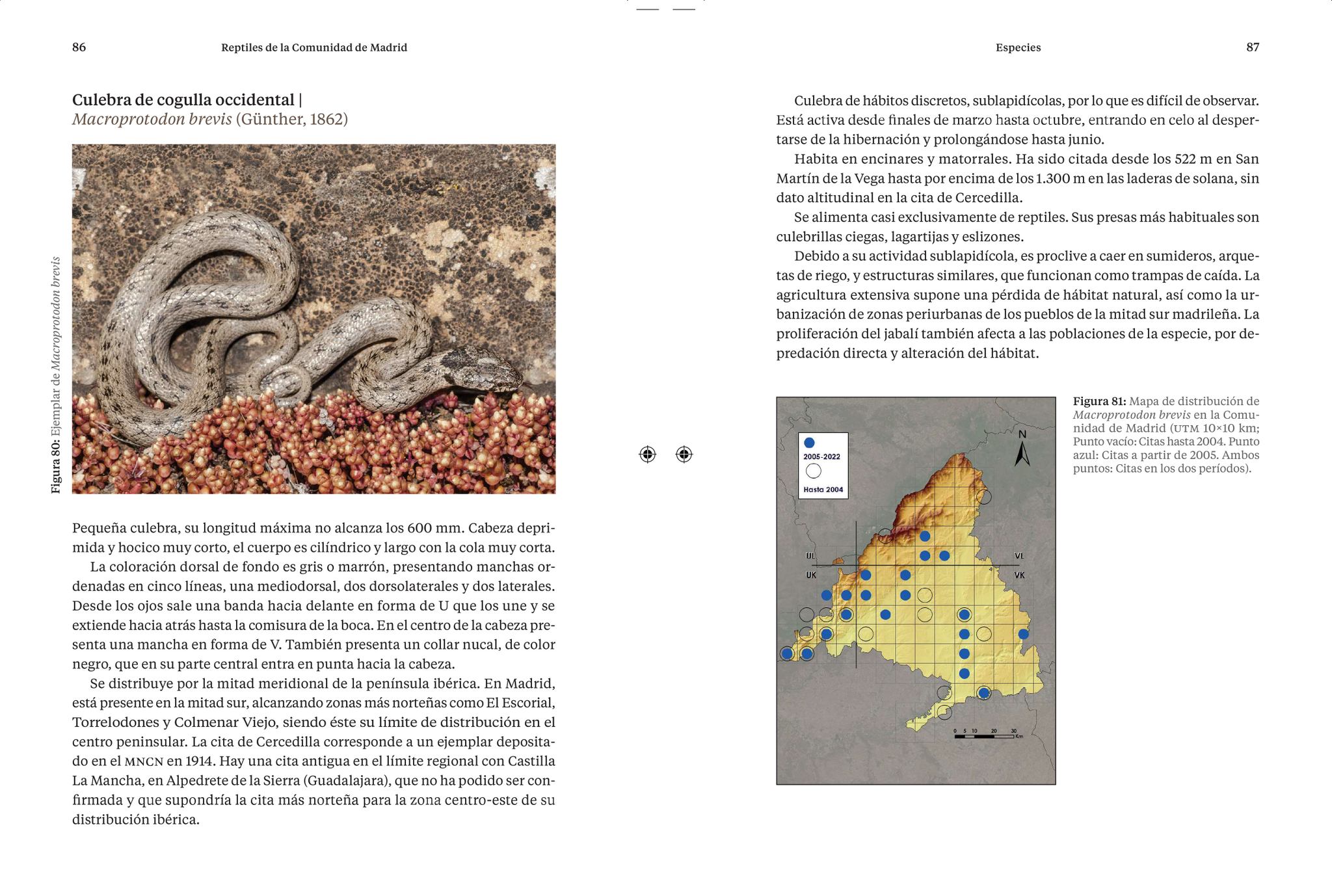 REPTILES DE LA COMUNIDAD DE MADRID 3