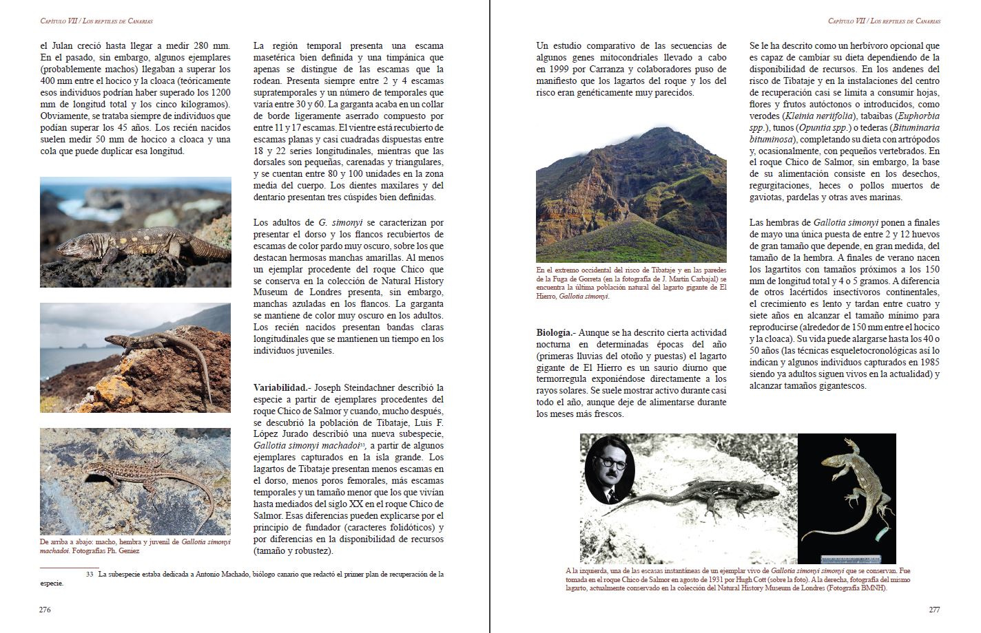 REPTILES DE MACARONESIA, AZORES, MADEIRA, SALVAJES, CANARIAS, CABO VERDE Y LITORAL SÁHARA ATLÁNTICO 4