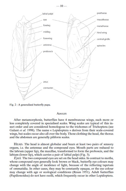 FAUNA D'ITALIA. LEPIDOPTERA PAPILIONOIDEA 2