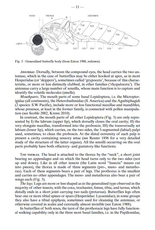 FAUNA D'ITALIA. LEPIDOPTERA PAPILIONOIDEA 3