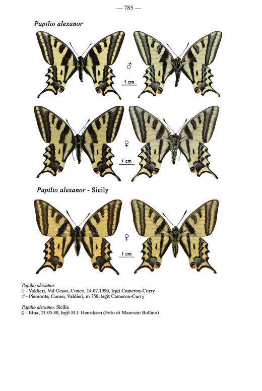 FAUNA D'ITALIA. LEPIDOPTERA PAPILIONOIDEA 4