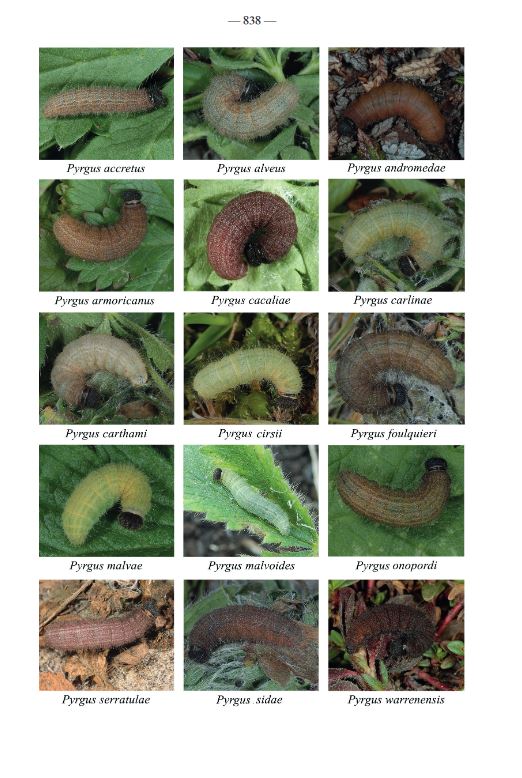 FAUNA D'ITALIA. LEPIDOPTERA PAPILIONOIDEA 5