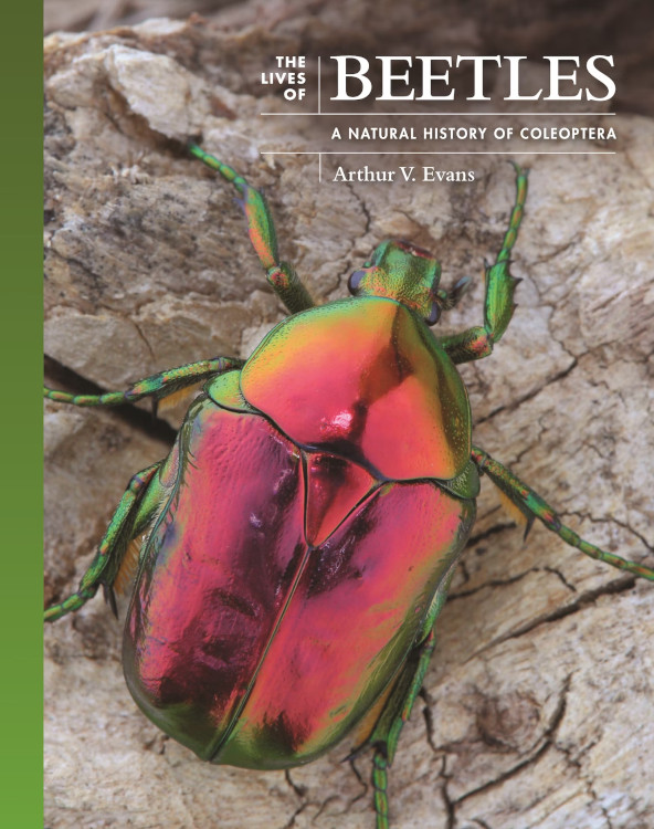 THE LIVES OF BEETLES. A NATURAL HISTORY OF COLEOPTERA