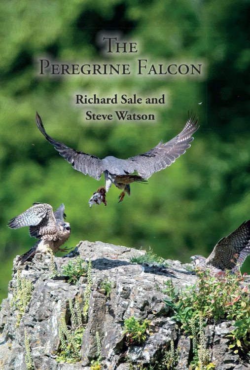 THE PEREGRINE FALCON 1
