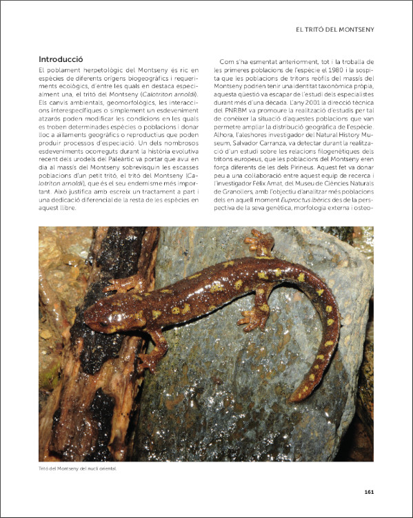 EL TRITÓ DEL MONTSENY I ELS AMFIBIS I RÈPTILS DEL PARC NATURAL I LA RESERVA DE LA BIOSFERA DEL MONTSENY 2