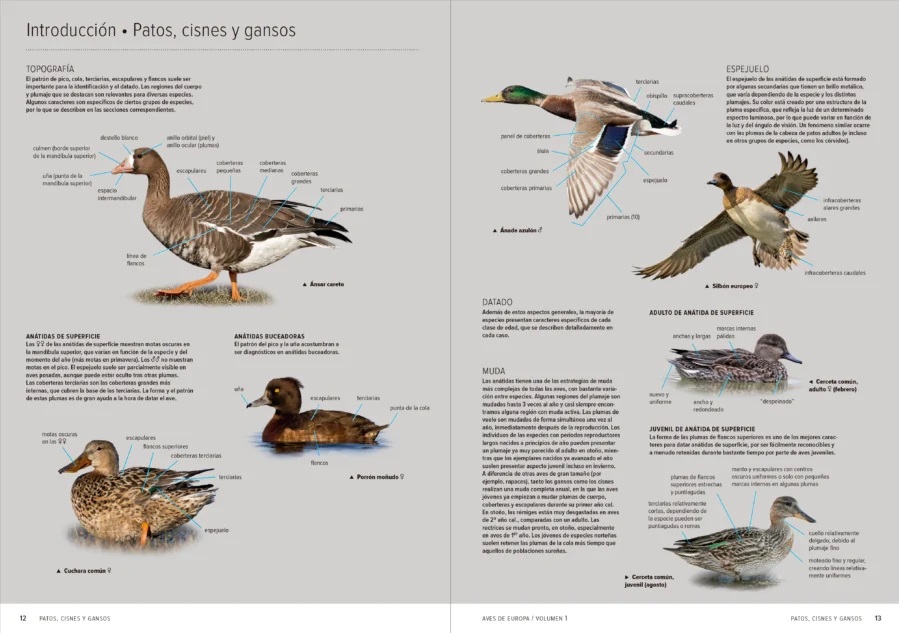 AVES DE EUROPA. IDENTIFICACIÓN DE TODAS LAS ESPECIES Y PLUMAJES (VOLUMEN 1 Y 2) 4