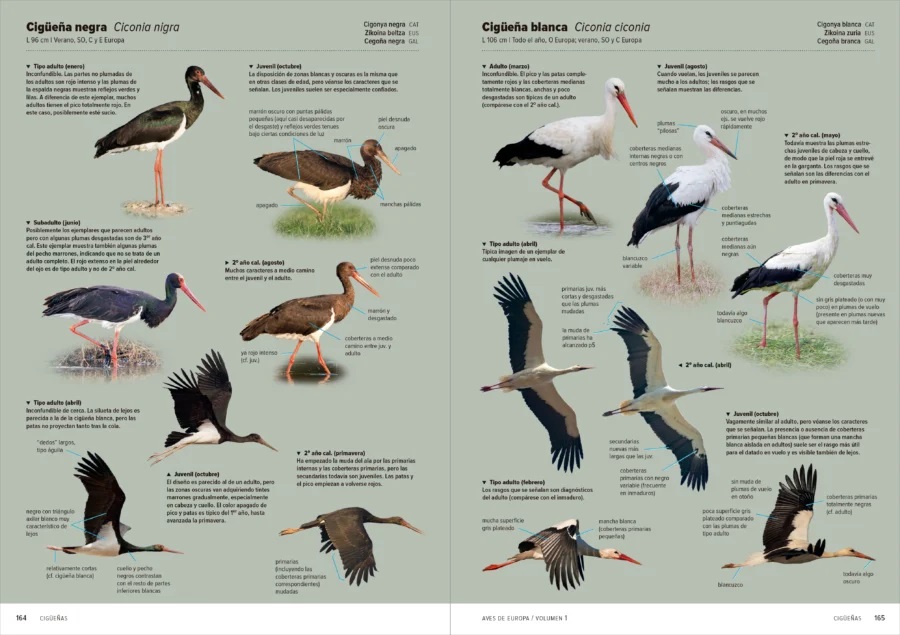 AVES DE EUROPA. IDENTIFICACIÓN DE TODAS LAS ESPECIES Y PLUMAJES (VOLUMEN 1 Y 2) 6
