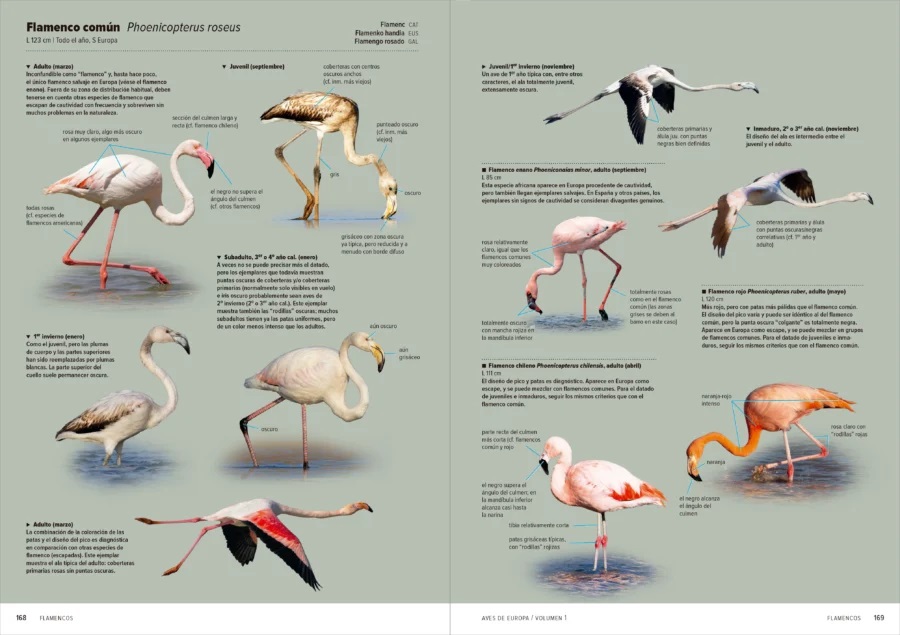 AVES DE EUROPA. IDENTIFICACIÓN DE TODAS LAS ESPECIES Y PLUMAJES (VOLUMEN 1 Y 2) 7