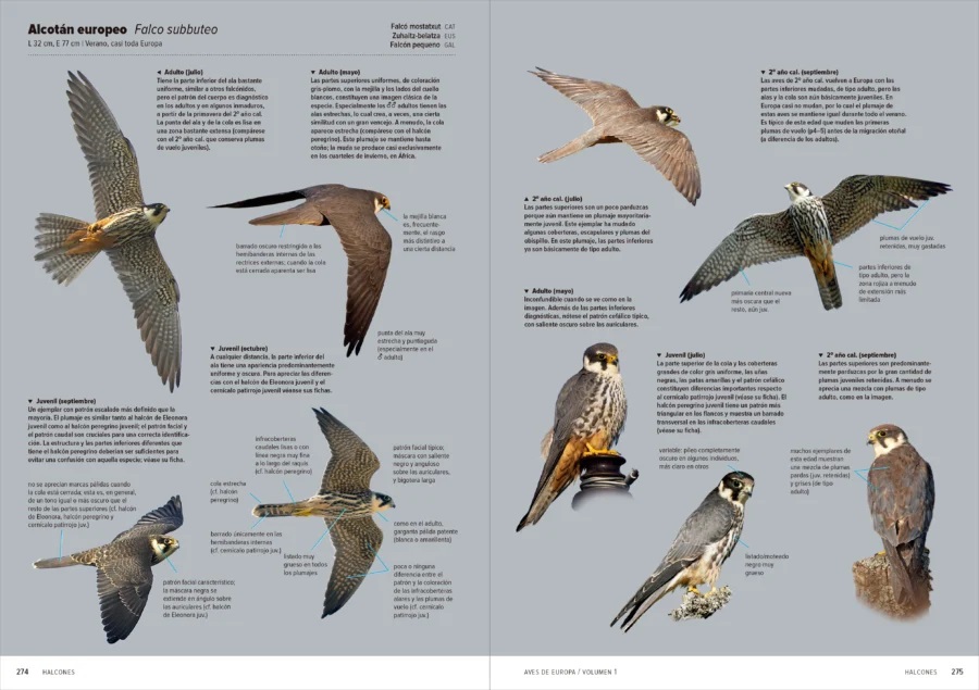 AVES DE EUROPA. IDENTIFICACIÓN DE TODAS LAS ESPECIES Y PLUMAJES (VOLUMEN 1 Y 2) 8