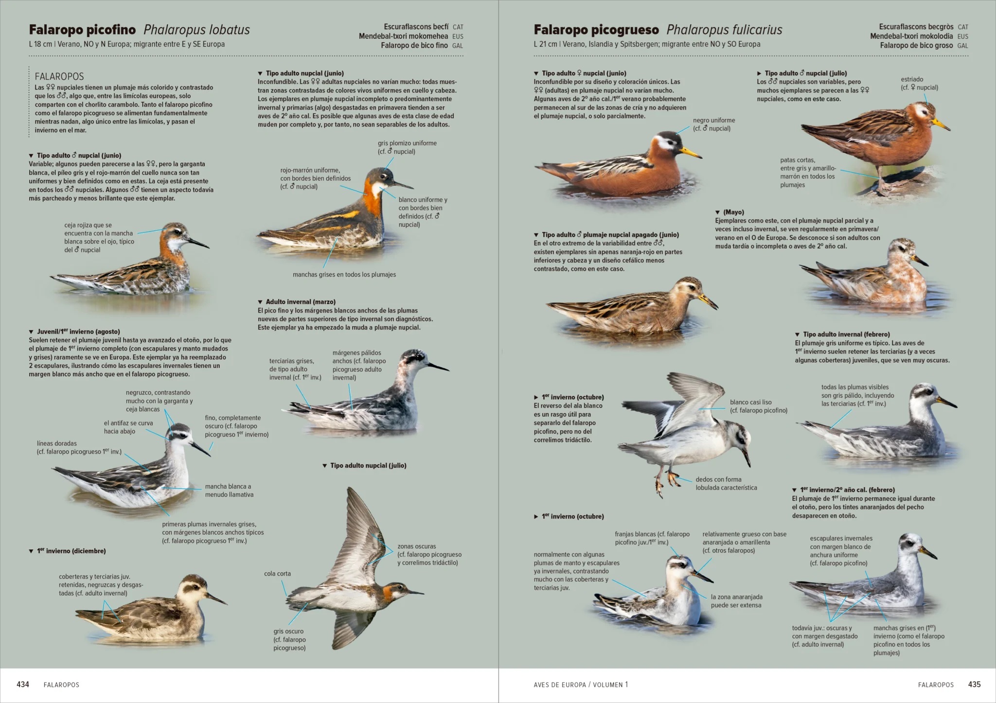 AVES DE EUROPA. IDENTIFICACIÓN DE TODAS LAS ESPECIES Y PLUMAJES (VOLUMEN 1 Y 2) 10