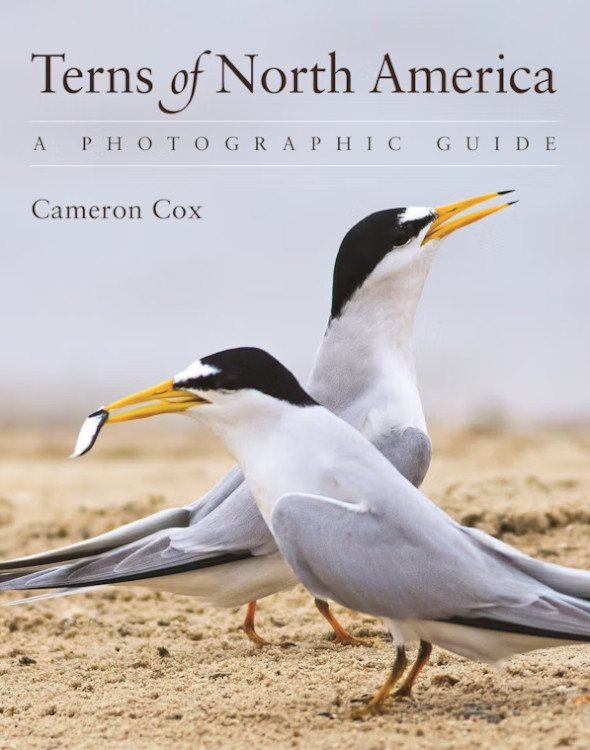 TERNS OF NORTH AMERICA. A PHOTOGRAPHIC GUIDE