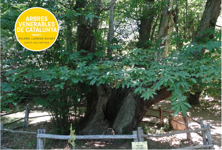 ARBRES VENERABLES DE CATALUNYA. VOLUM 1 1