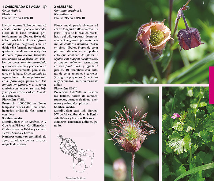GUÍA DE FLORES DE SOMIEDO ASTURIAS 3