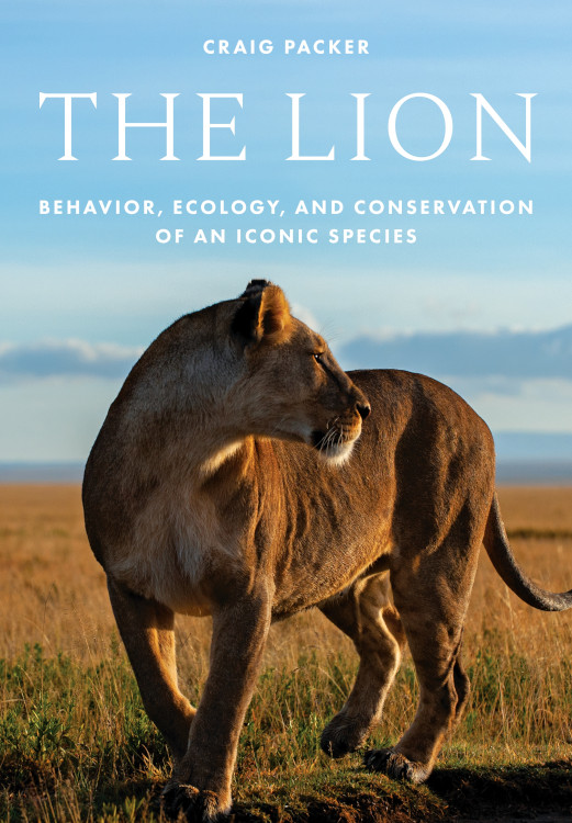 THE LION: BEHAVIOR, ECOLOGY, AND CONSERVATION OF AN ICONIC SPECIES