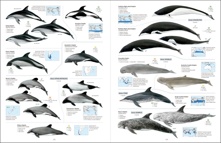 ALL THE MAMMALS OF THE WORLD 4