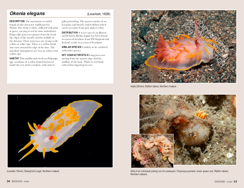 NUDIBRANCHS OF BRITAIN, IRELAND AND NORTHWEST EUROPE 3