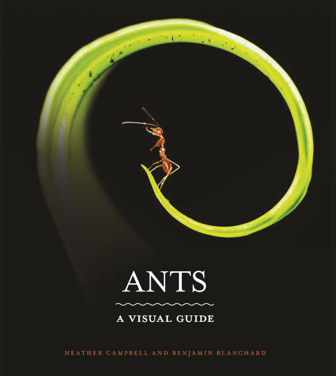 ANTS. A VISUAL GUIDE