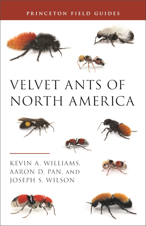 VELVET ANTS OF NORTH AMERICA