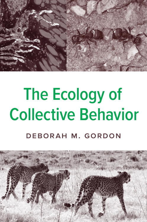 THE ECOLOGY OF COLLECTIVE BEHAVIOR