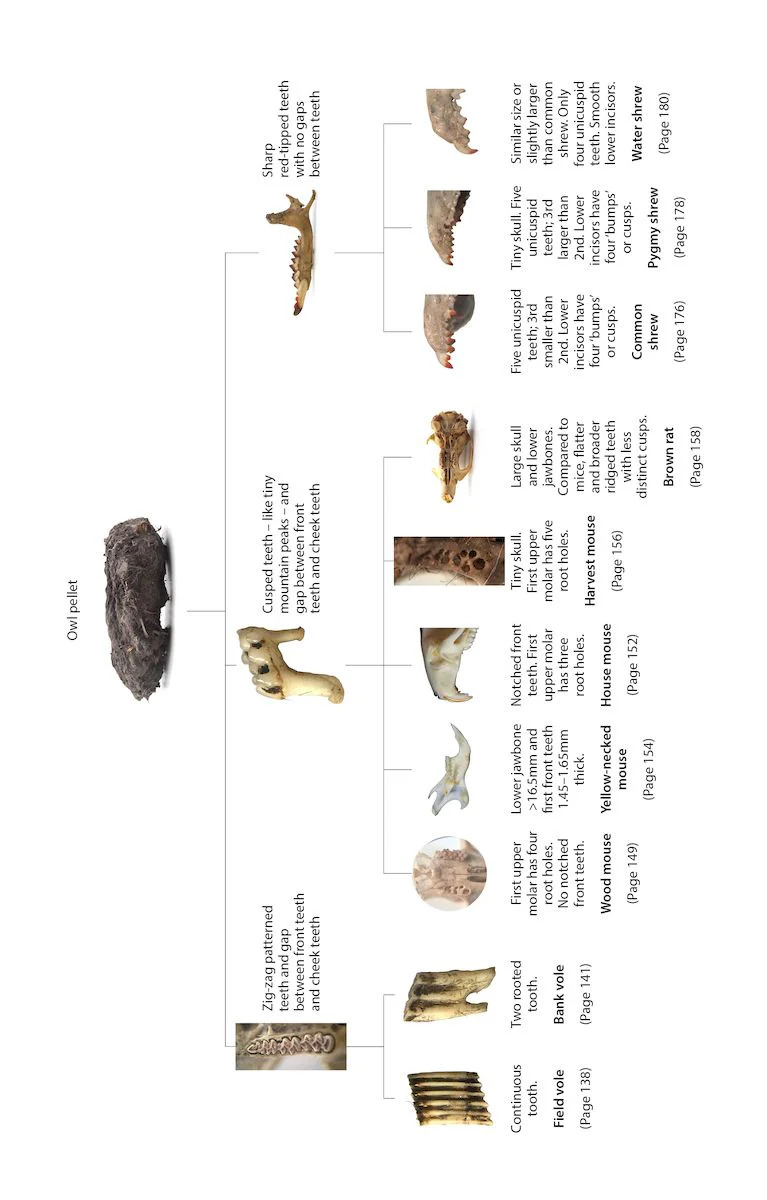 BIRD PELLETS. A COMPLETE PHOTOGRAPHIC GUIDE 2