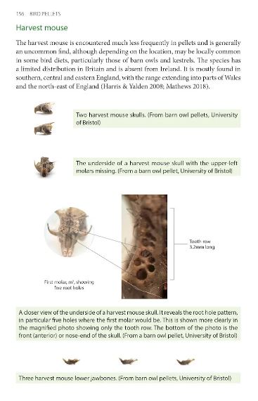 BIRD PELLETS. A COMPLETE PHOTOGRAPHIC GUIDE 6