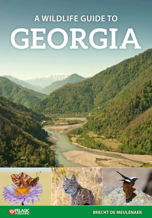 A WILDLIFE GUIDE TO GEORGIA