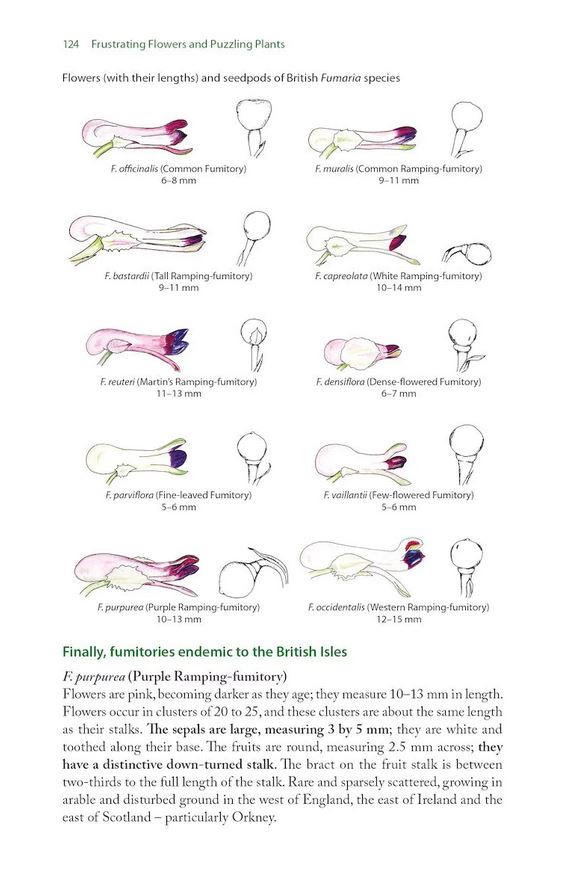 FRUSTRATING FLOWERS AND PUZZLING PLANTS. IDENTIFYING THE DIFFICULT SPECIES OF BRITAIN AND IRELAND 2