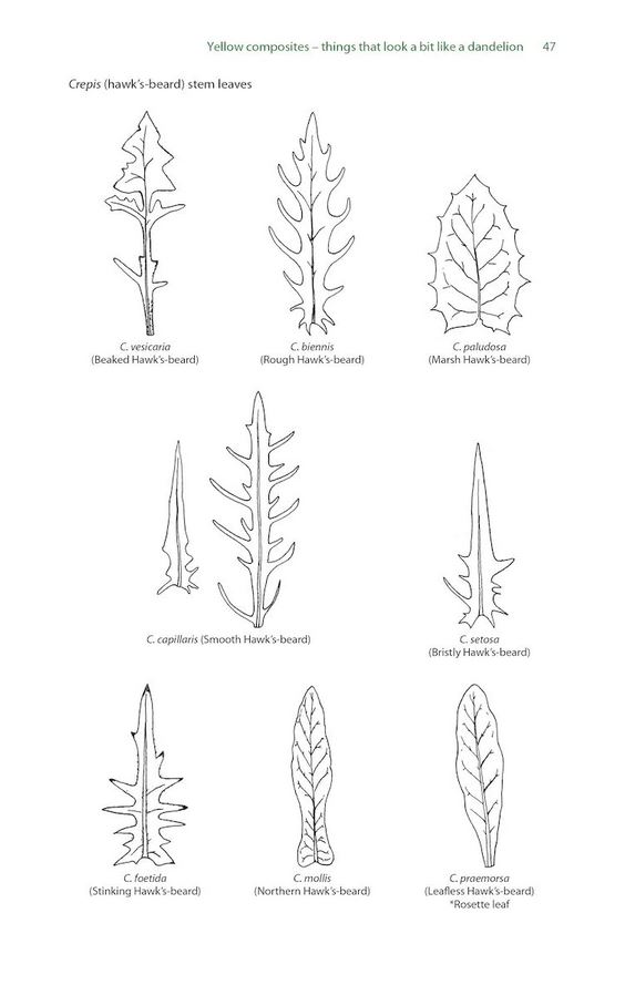 FRUSTRATING FLOWERS AND PUZZLING PLANTS. IDENTIFYING THE DIFFICULT SPECIES OF BRITAIN AND IRELAND 3