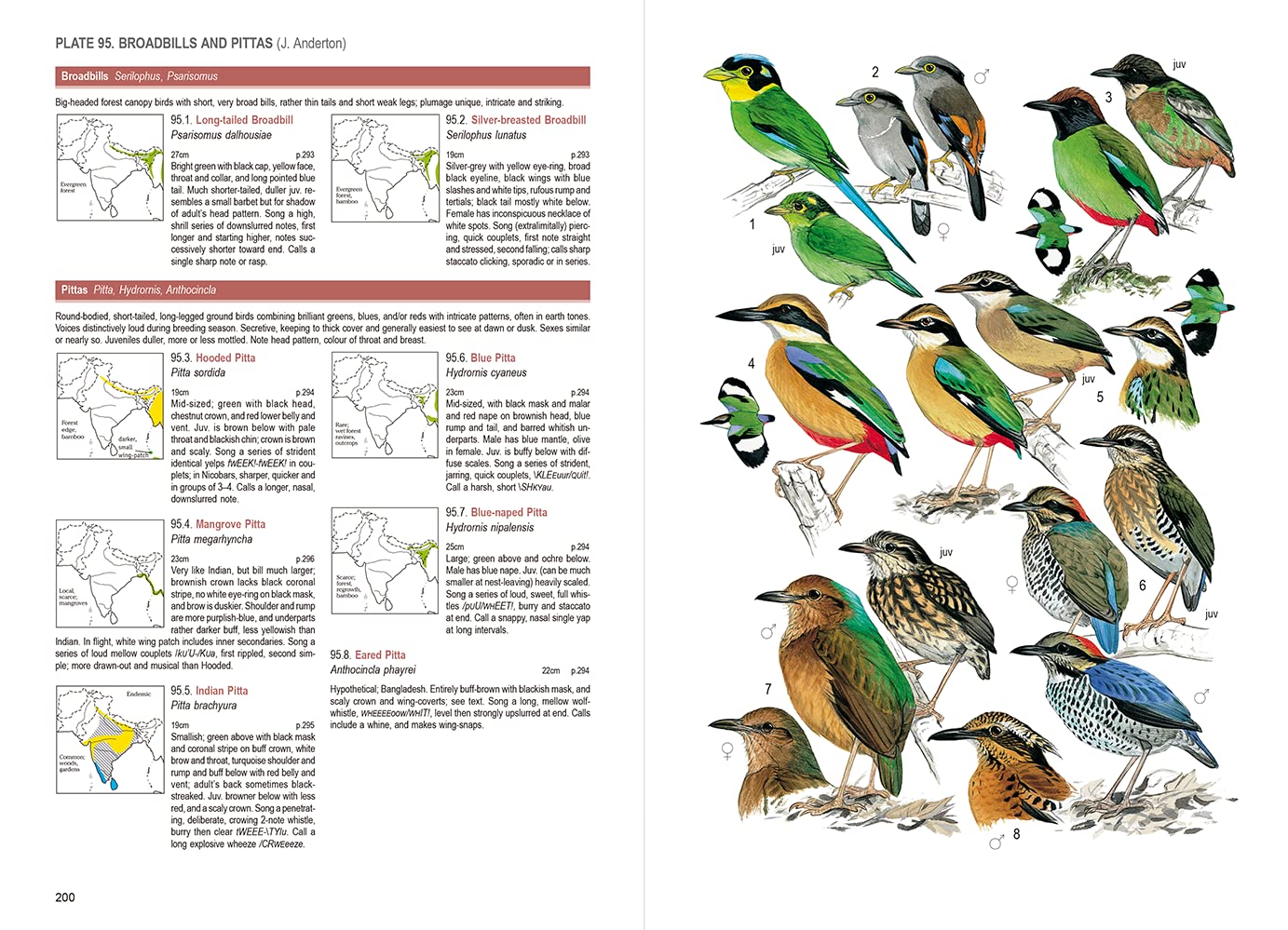 BIRDS OF SOUTH ASIA. THE RIPLEY GUIDE VOLUMEN 1 FIELD GUIDE 3