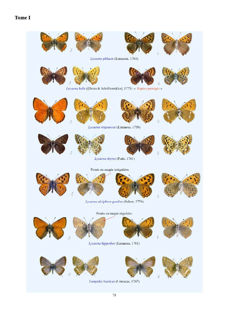 CATALOGUE ICONOGRAPHIQUE DES LÉPIDOPTÈRES DES PYRÉNEES-ORIENTALES 2