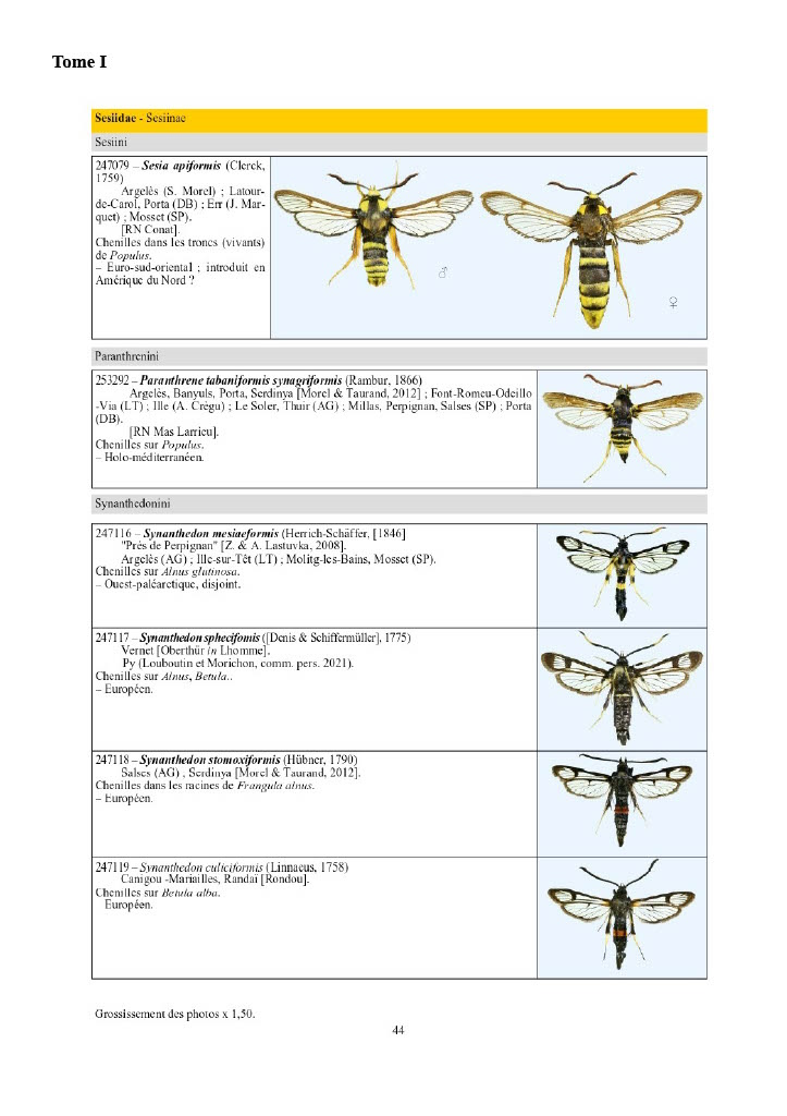 CATALOGUE ICONOGRAPHIQUE DES LÉPIDOPTÈRES DES PYRÉNEES-ORIENTALES 3