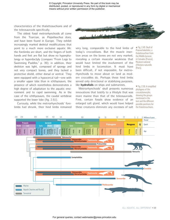 OCEAN LIFE IN THE TIME OF THE DINOSAURS 7