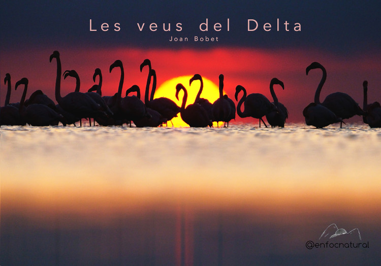 LES VEUS DEL DELTA 1