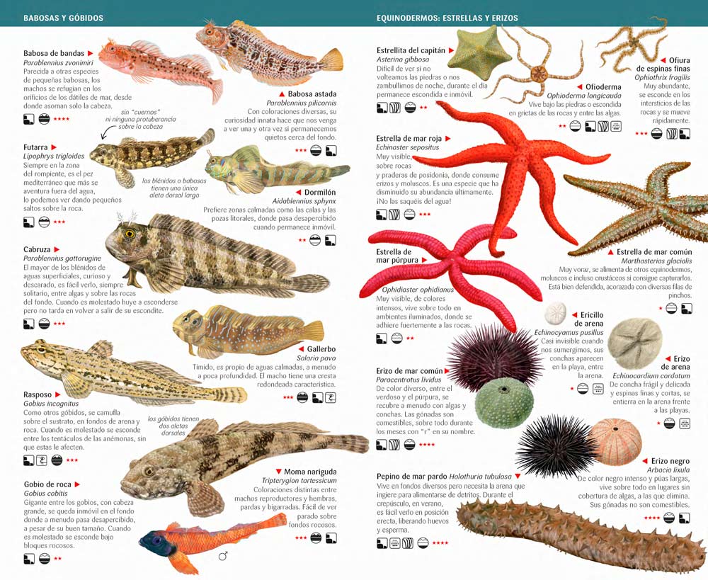 125 ANIMALES Y ALGAS LITORALES DEL MEDITERRÁNEO DE ESPAÑA QUE HAY QUE CONOCER. MINIGUÍA DE CAMPO 2