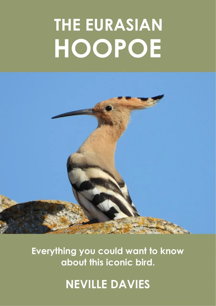 THE EURASIAN HOOPOE. EVERYTHING YOU COULD WANT TO KNOW ABOUT THIS ICONIC BIRD 1