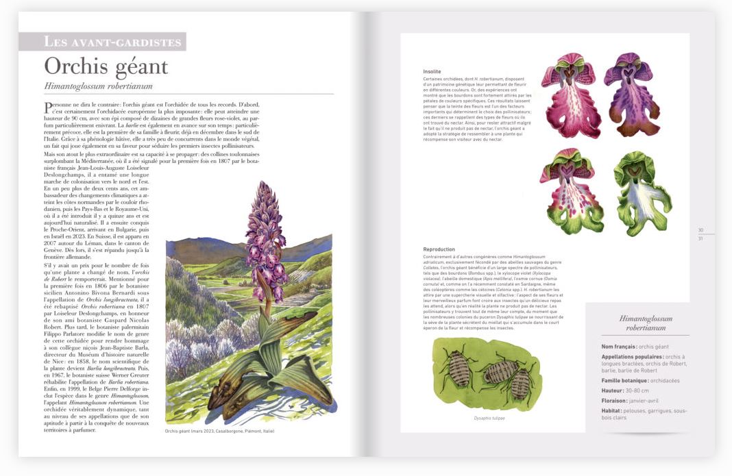 LES PLANTES SAUVAGES. LES IDENTIFIER, LES CONNAÎTRE, LES UTILISER 2