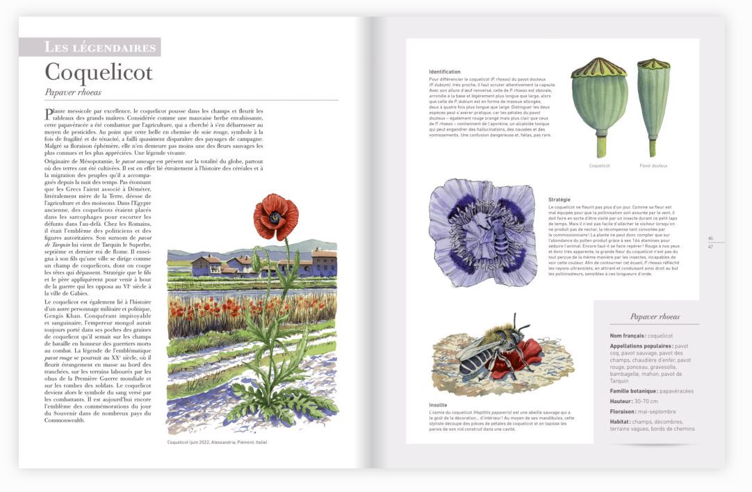 LES PLANTES SAUVAGES. LES IDENTIFIER, LES CONNAÎTRE, LES UTILISER 3