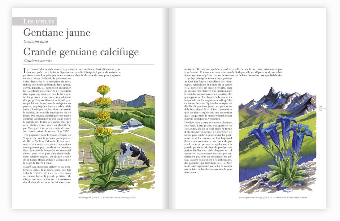 LES PLANTES SAUVAGES. LES IDENTIFIER, LES CONNAÎTRE, LES UTILISER 4