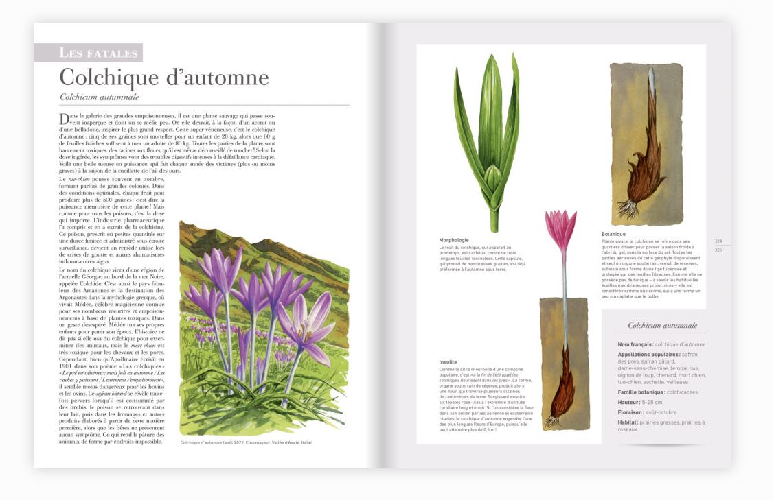 LES PLANTES SAUVAGES. LES IDENTIFIER, LES CONNAÎTRE, LES UTILISER 5