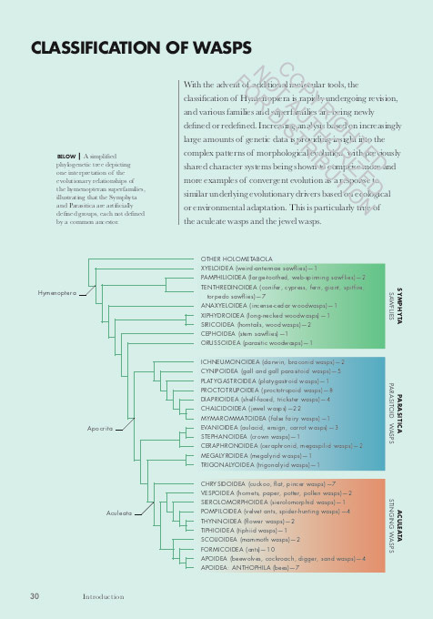 WASPS OF THE WORLD. A GUIDE TO EVERY FAMILY 3