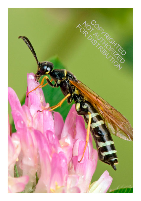 WASPS OF THE WORLD. A GUIDE TO EVERY FAMILY 4