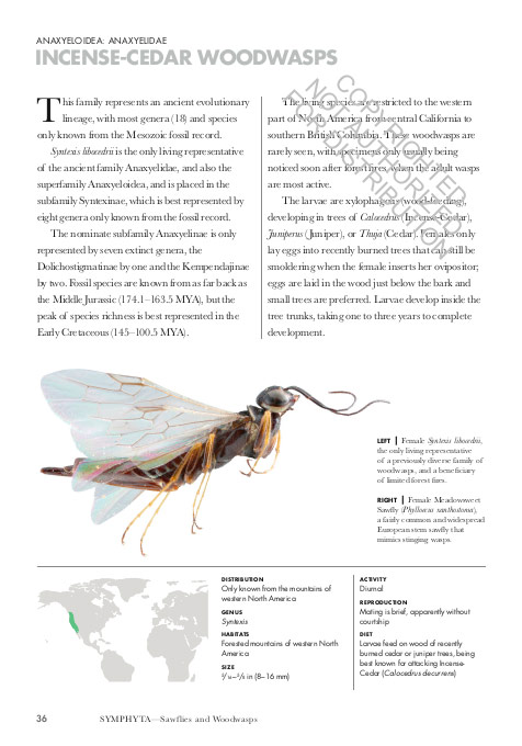 WASPS OF THE WORLD. A GUIDE TO EVERY FAMILY 5